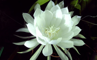 昙花可以吃是真的吗 昙花什么季节开花