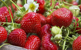 草莓为什么容易烂 草莓怎么样不会烂