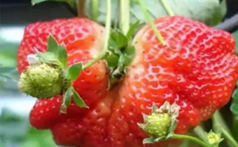 为什么有些草莓形状奇怪 长得奇怪的草莓难不能吃
