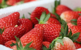 奶油草莓怎么种 奶油草莓是什么时候吃