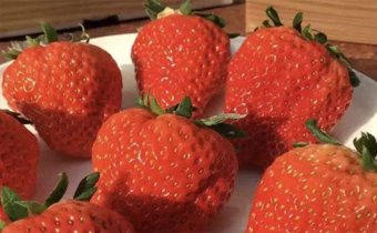 嗓子不舒服能不能吃草莓 吃草莓会加重喉咙不舒服吗