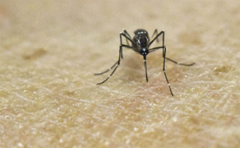 为什么冬天很少见蚊虫 冬季蚊虫为何消失不见
