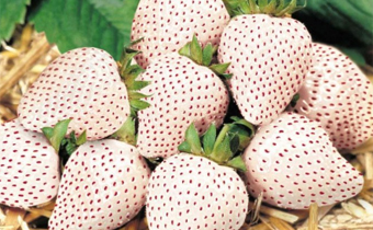 日本白草莓是菠萝莓吗 菠萝莓和白草莓有什么不同