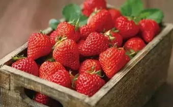 草莓可以治哪种咳嗽 草莓治咳嗽的方法