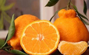 买回来的丑橘可以保存多久 如何存放丑橘更久一点儿 