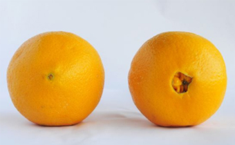 橘子分公母吗 橘子怎么分公母