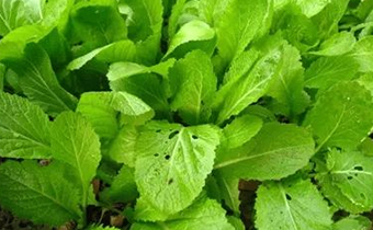 菜叶上有虫洞可以吃吗 有虫洞的菜叶吃了有事儿吗
