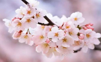 2019年武汉的樱花什么时候可以看 武汉的樱花可以看几个月