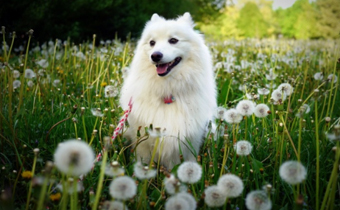 狂犬血清什么情况打 狂犬血清多长时间打有效