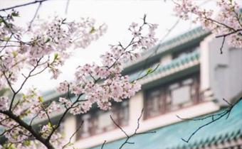 2019武汉大学的樱花现在开了吗 2019去武大看樱花要买门票吗
