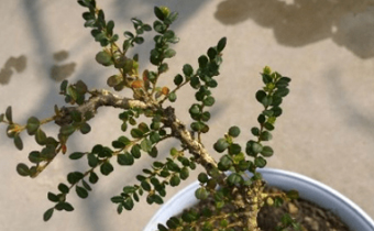黄杨可以冬季移植吗 黄杨可以嫁接什么花