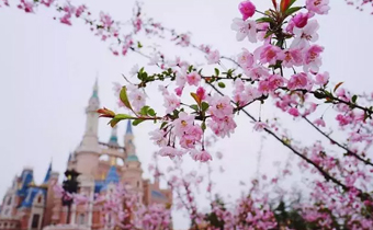 上海迪士尼樱花几月份开 上海迪士尼樱花在哪个区域哪个位置