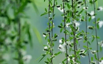 柳絮什么时候飘完结束 2019杨柳絮飘在脸上过敏用什么药