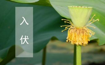 2019初伏第一天是什么时候 今年几号是初伏第一天