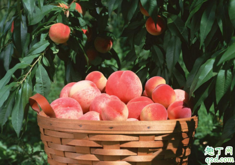 桃子的热量高还是低 桃子多吃是不是会变胖1