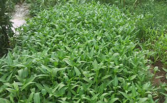 空心菜有寄生虫吗 空心菜有虫用什么药