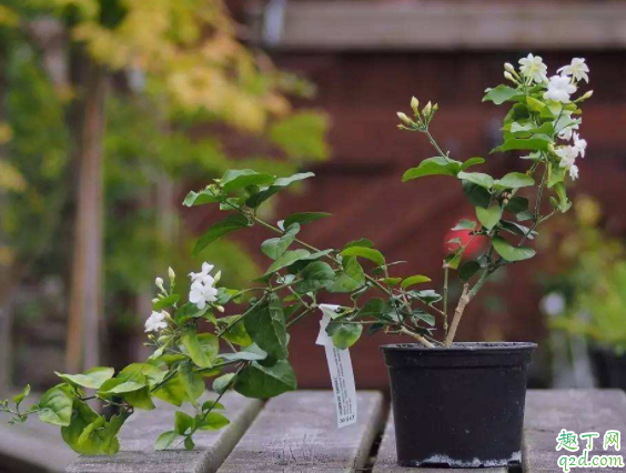 茉莉一直不开花怎么办 茉莉怎么修剪才能花多4