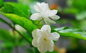 茉莉一直不开花怎么办 茉莉怎么修剪才能花多