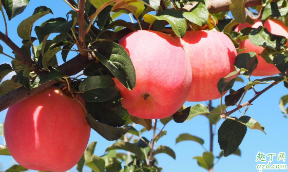 吃苹果是否应该削皮 苹果带皮吃对身体有害吗1