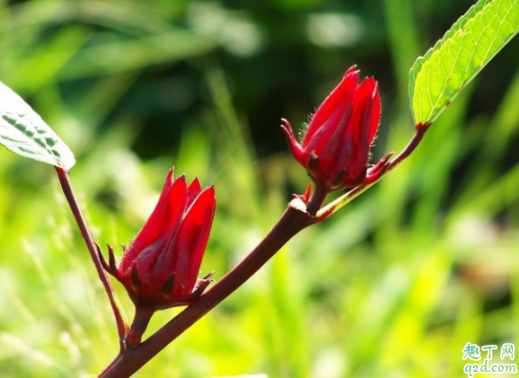 洛神花是什么植物的花 洛神花可以做什么1