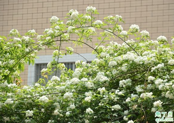 室内用什么防蚊效果好 哪种放在室内植物驱蚊效果好5