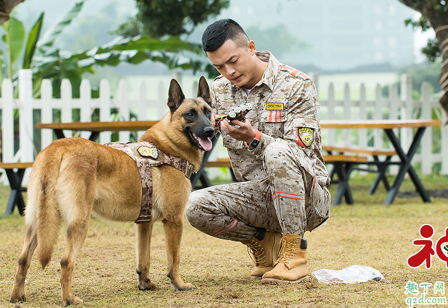 神犬小七3敖力喜欢安心吗 敖力结局和安心在一起了吗1