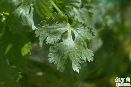 香菜根煮水减肥靠谱不 香菜根煮水减肥效果明显吗2