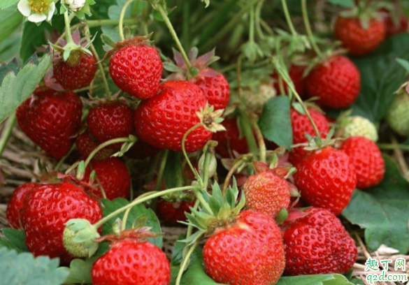 草莓空心是什么原因造成的 空心草莓会食物中毒吗1