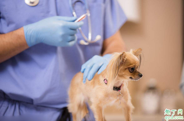 孕期打狂犬育苗有事吗 孕妇打狂犬疫苗有哪些注意事项1