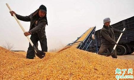 今年下半年几月份小麦价格最高 小麦最适合在什么地方种3