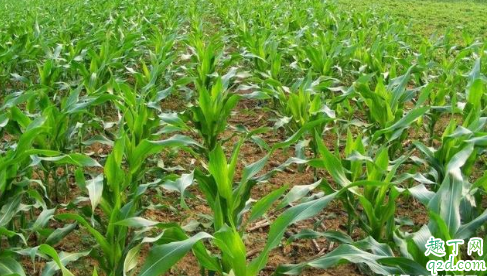 为什么今年玉米长虫现象很严重 玉米雨前施化肥还是雨后3