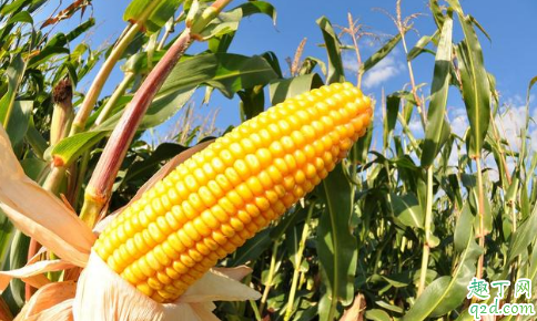 为什么今年玉米长虫现象很严重 玉米雨前施化肥还是雨后1