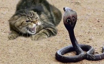 猫和蛇是天敌吗 为什么农村说猫和蛇是死对头
