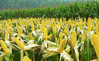 什么节气种玉米最好 处暑节气种玉米要注意什么