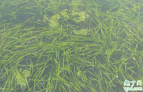鱼生寄生虫病能吃吗 池塘里的水很绿如何解决3