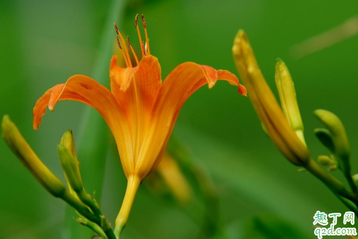 孕妇能吃黄花菜吗 哪些人一定不能食用黄花菜1