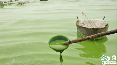 鱼生寄生虫病能吃吗 池塘里的水很绿如何解决2