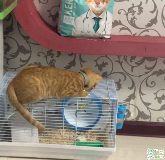 买猫粮看什么成分 猫吃猫粮好还是吃饭好4