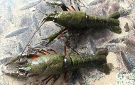龙虾纤毛虫该如何处理 纤毛虫对虾的危害3