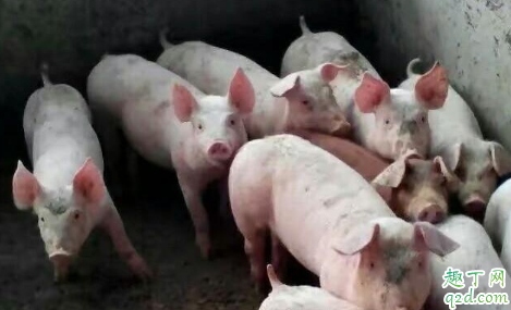 大蒜对预防猪瘟有用吗 为什么非洲猪瘟来了猪肉还涨价1