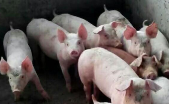 大蒜对预防猪瘟有用吗 为什么非洲猪瘟来了猪肉还涨价