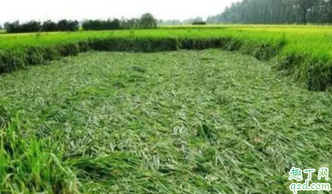 大雨造成水稻大面积倒伏怎么办 水稻倒伏补救后注意事项1