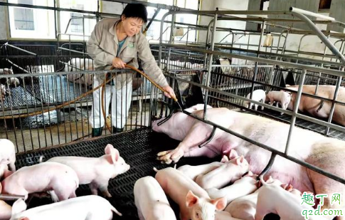 2019中秋节猪肉价格会稳定下来吗 中秋节猪肉会40元一斤吗6
