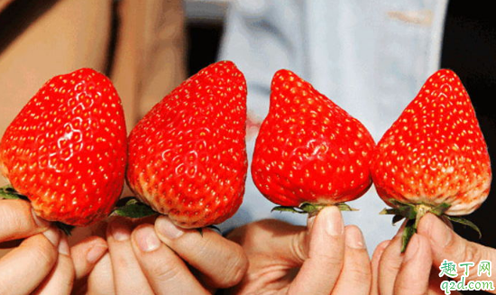 吃草莓可以解暑吗 中暑了能不能吃草莓1