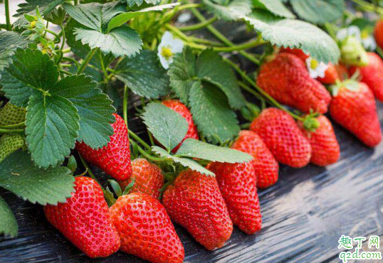 吃草莓可以解暑吗 中暑了能不能吃草莓2