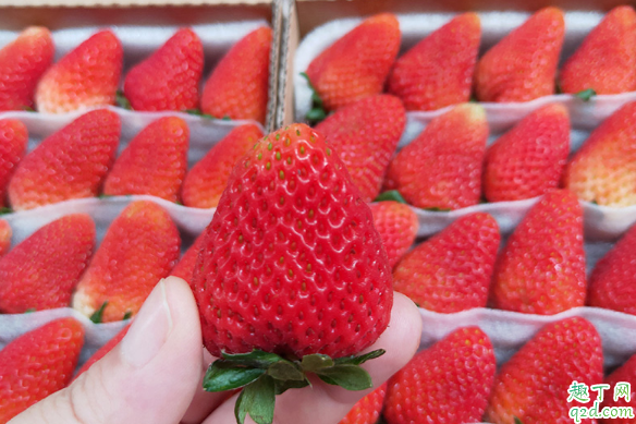 体寒的人能吃草莓吗 哪些人一定不能吃草莓3