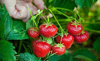 草莓牛奶同食会怎么样 草莓和什么一起吃营养价值最高