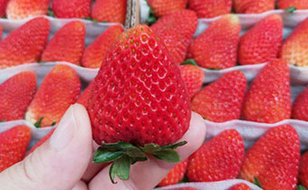 体寒的人能吃草莓吗 哪些人一定不能吃草莓