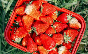 得口腔溃疡的人能吃草莓吗 常吃草莓会不会得口腔溃疡 