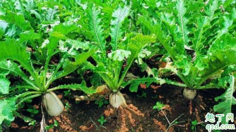2019适合白露种植的蔬菜 种植白菜育苗还是撒种子9